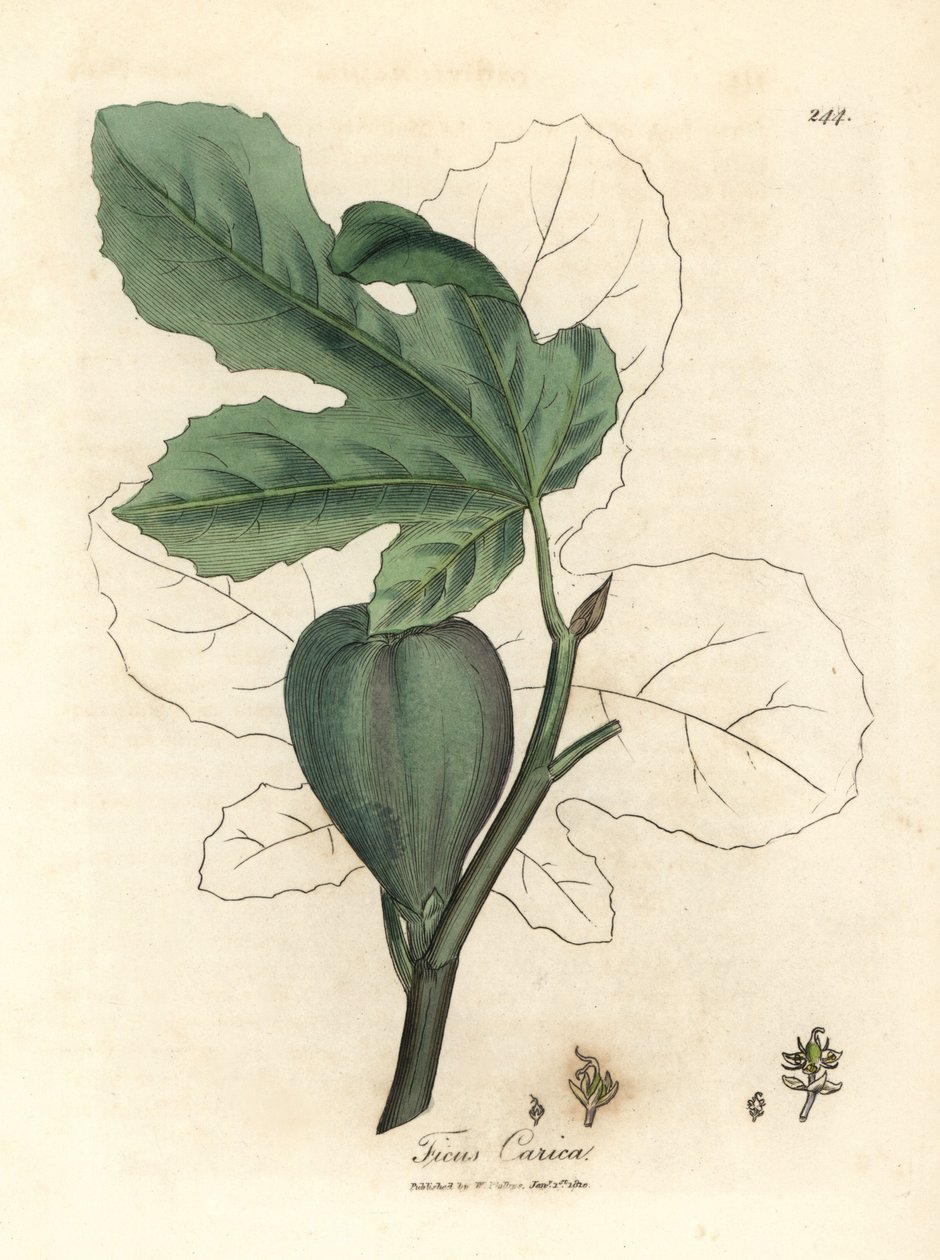 Figo verde, fruta, folhas, contorno de folhas, Ficus carica de James Sowerby