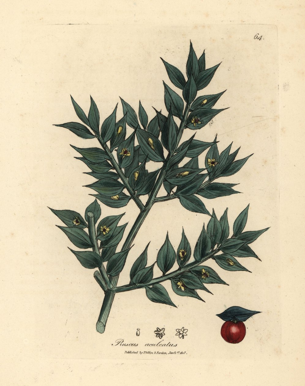 Vassoura de açougueiro verde florida, Ruscus aculeatus de James Sowerby