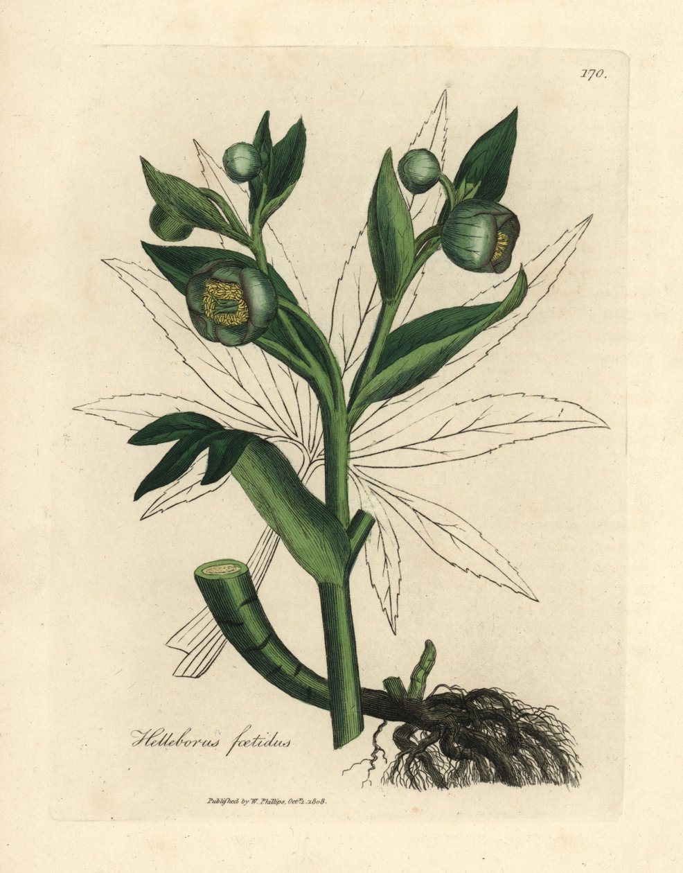 Hellebore de flor verde ou pé de urso, Helleborus foetidus de James Sowerby