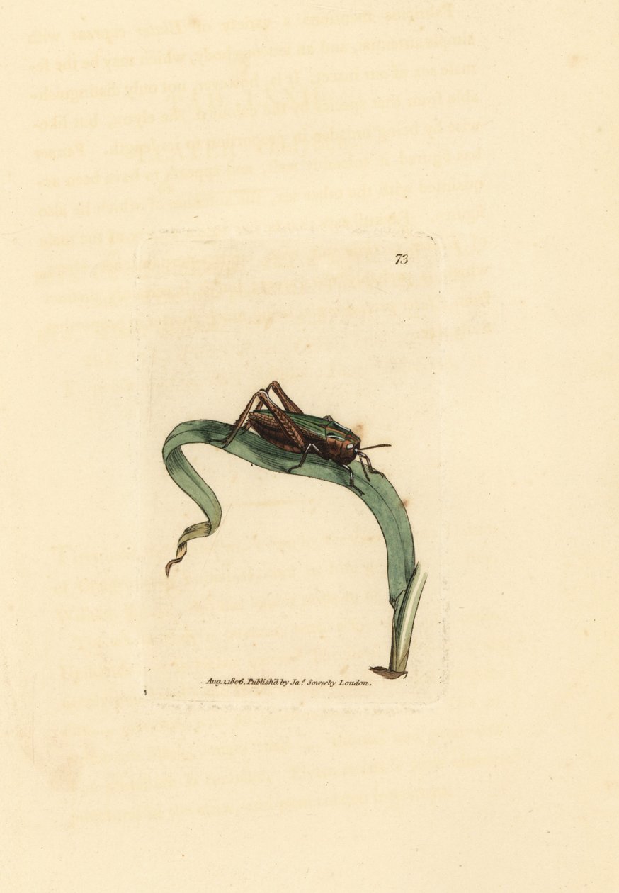 Gafanhoto verde, Omocestus viridulus (Gryllus viridulus). Gravura em chapa de cobre colorida à mão por James Sowerby de The British Miscellany, ou figuras coloridas de novos, raros, ou pouco conhecidos exemplares de animais. de James Sowerby