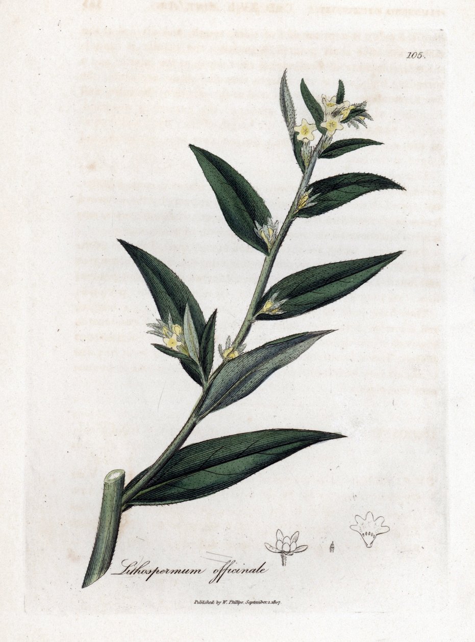Gremil officinal ou erva pérola - Gromwell, Lithospermum officinale. Gravura em chapa de cobre colorida à mão a partir de uma ilustração botânica de James Sowerby de William Woodville e de Sir William Jackson Hooker