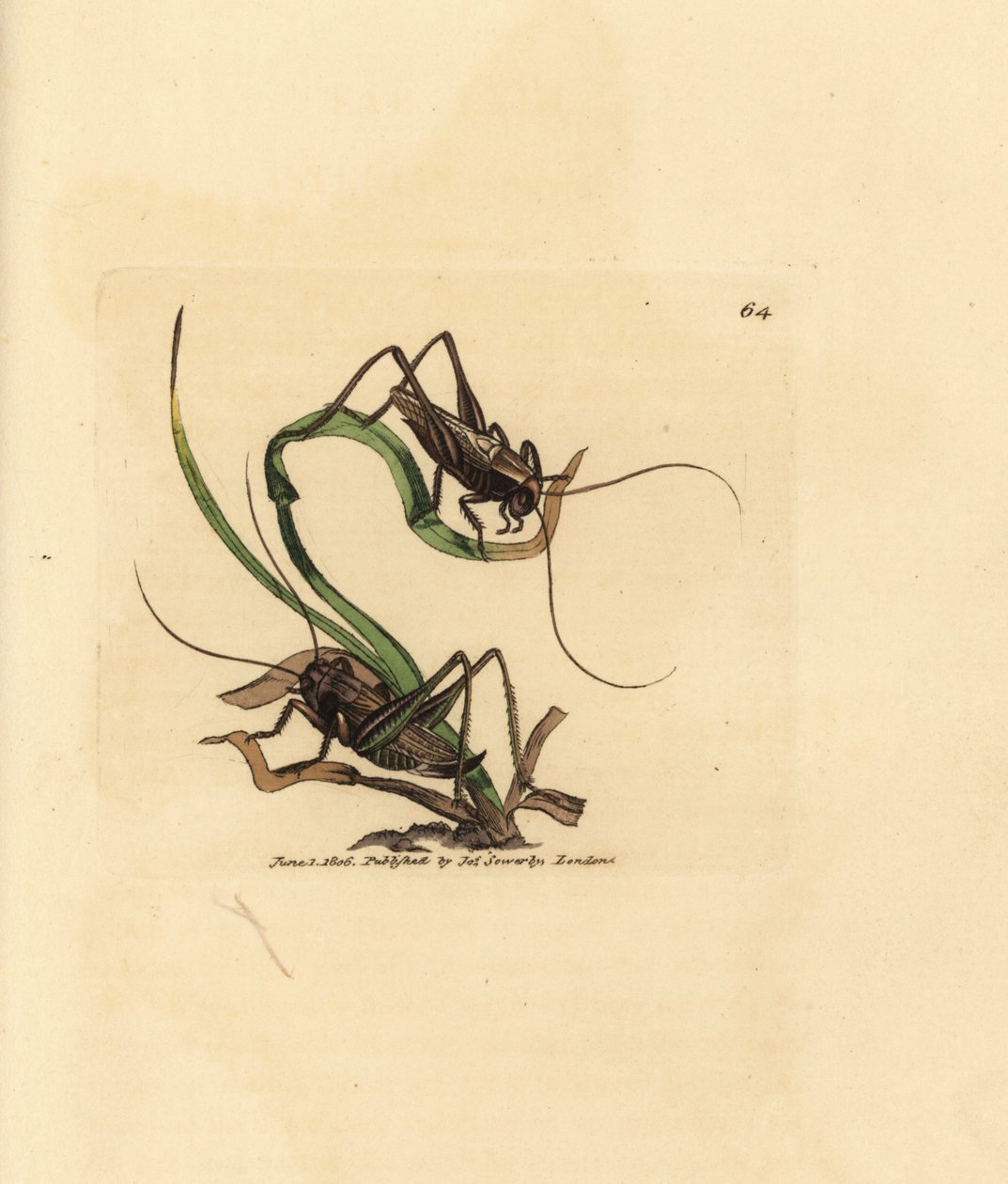 Grey bush cricket, Platycleis grisea (Gafanhoto cinzento, Gafanhoto grisea). Gravura em chapa de cobre colorida à mão por James Sowerby de The British Miscellany, ou figuras coloridas de novos, raros ou pouco conhecidos súbditos animais. de James Sowerby