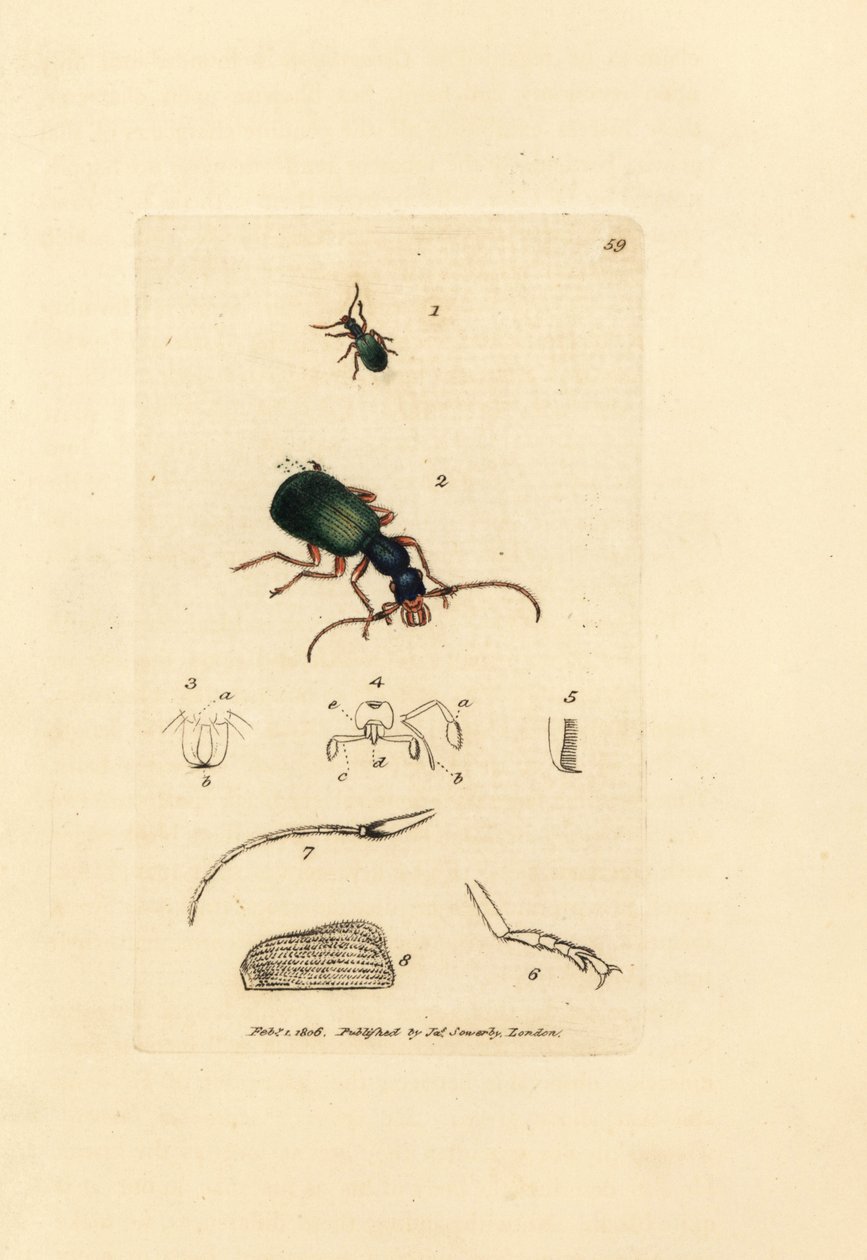 Besouro moído, Drypta dentata (carabus de boca dourada, carabus chrysostomos). Gravura em chapa de cobre colorida à mão por James Sowerby de The British Miscellany, ou figuras coloridas de novos, raros, ou pouco conhecidos sujeitos animais. de James Sowerby