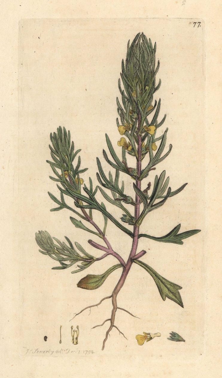 Pinho moído, Ajuga chamaepitys (abeto) Gravura em chapa de cobre colorida à mão depois de uma ilustração de James Sowerby, de James Smith