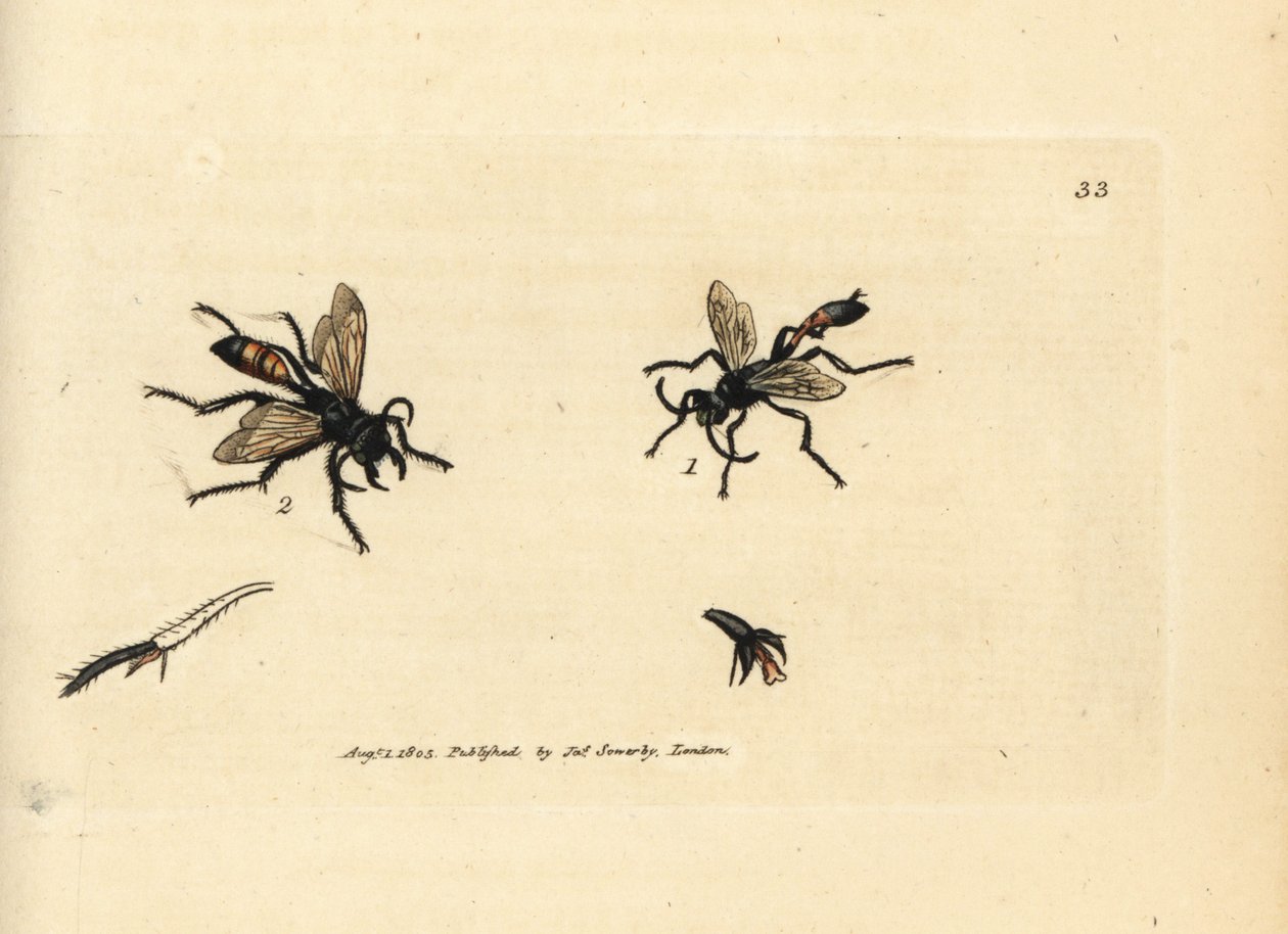 Lavagem de cabelo, Podalonia hirsuta (Ammophila hirsuta). Gravura em chapa de cobre colorida à mão por James Sowerby de The British Miscellany, ou figuras coloridas de novos, raros, ou pouco conhecidos sujeitos animais. de James Sowerby