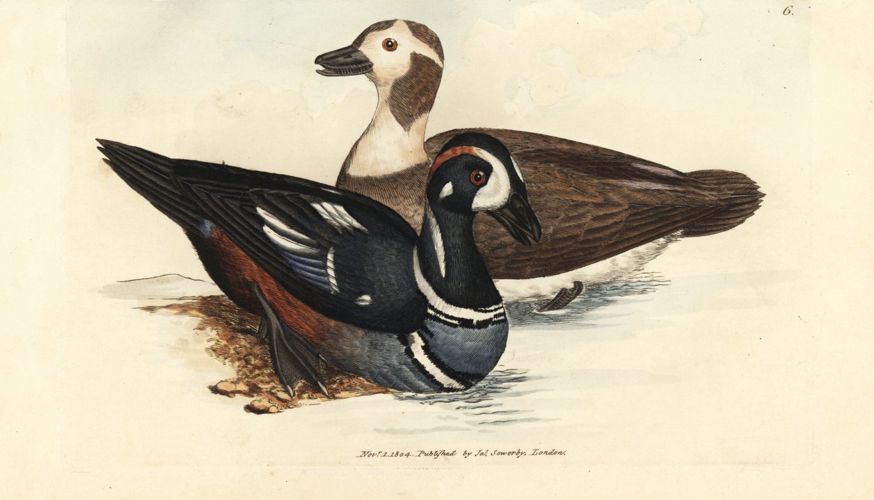 Pato Arlequim, Histrionicus histrionicus (Anas histrionica). Macho e fêmea. Gravura em chapa de cobre colorida à mão por James Sowerby de The British Miscellany, ou figuras coloridas de novos, raros ou pouco conhecidos súbditos animais. de James Sowerby