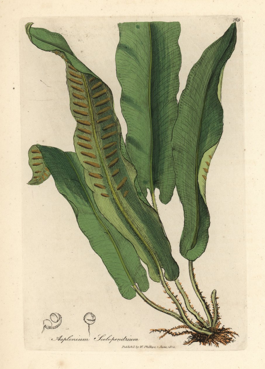 Feto de Harts-tongue, Asplenium scolopendrium de James Sowerby