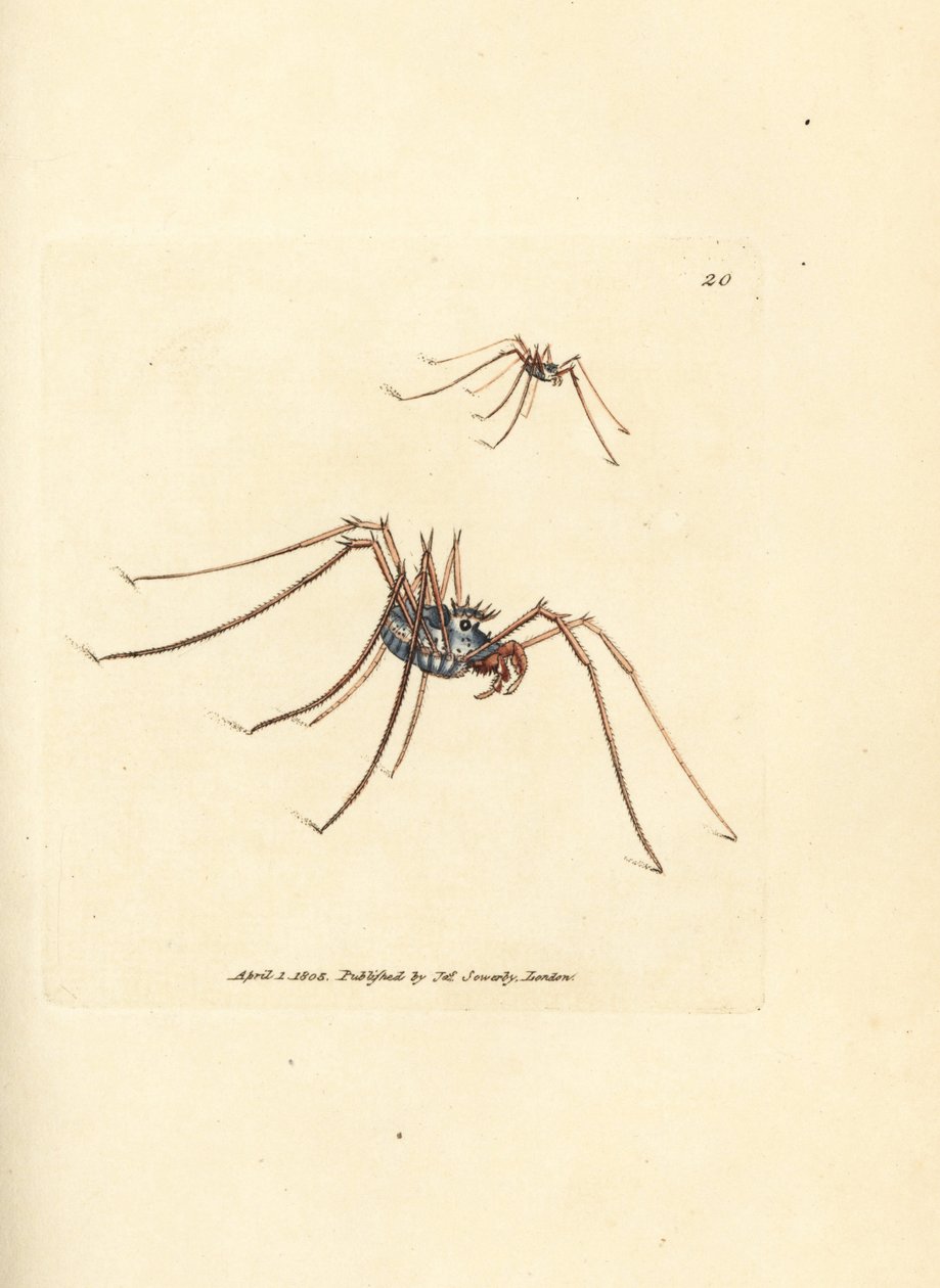 Aranha Harvestman, Megabunus diadema. Gravura em chapa de cobre colorida à mão por James Sowerby de The British Miscellany, ou figuras coloridas de novos, raros, ou pouco conhecidos sujeitos animais. de James Sowerby