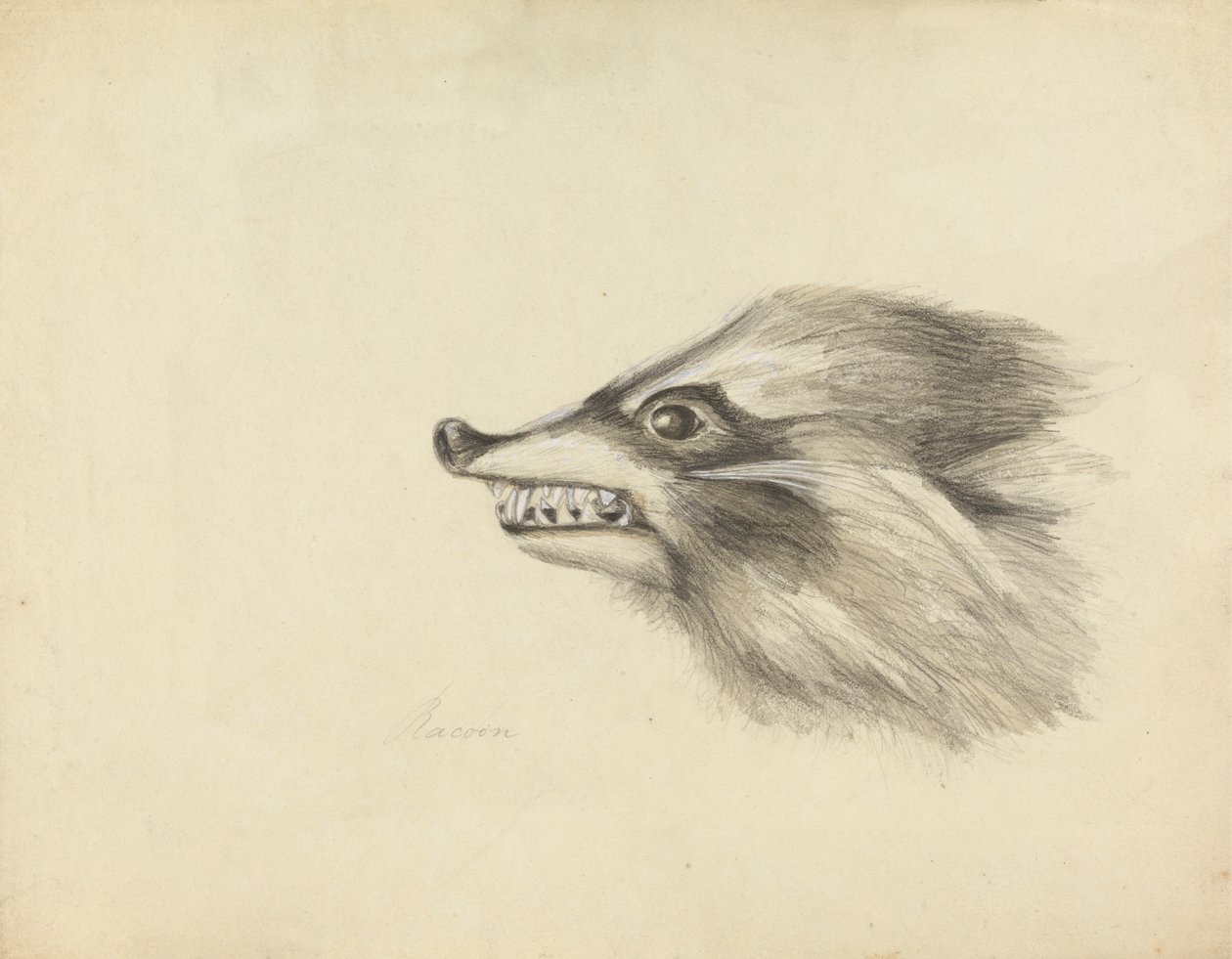Chefe de um Racoon de James Sowerby