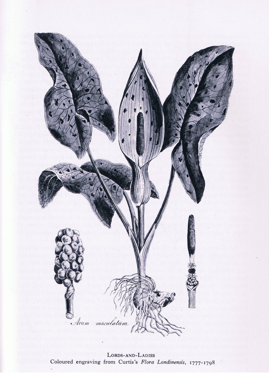 Herb Paris, Nature in Britain publicado por Collins, 1946 de James Sowerby