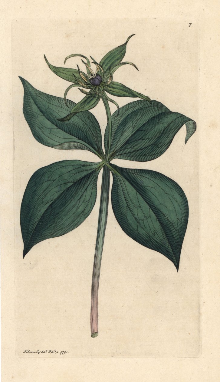 Herb Paris, Paris quadrifolia (Parisette à quatre feuilles) Gravura em chapa de cobre colorida à mão depois de uma ilustração de James Sowerby da revista inglesa Botany de James Smith, Londres de James Sowerby