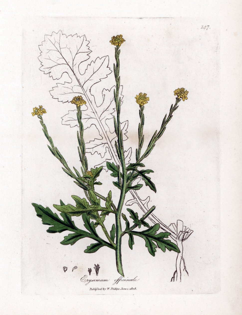 Erva com cantores ou erva de sebe ou velar - Mostarda de sebe, Erysium officinale. Gravura em chapa de cobre colorida à mão a partir de uma ilustração botânica de James Sowerby de William Woodville e Sir William Jackson Hooker