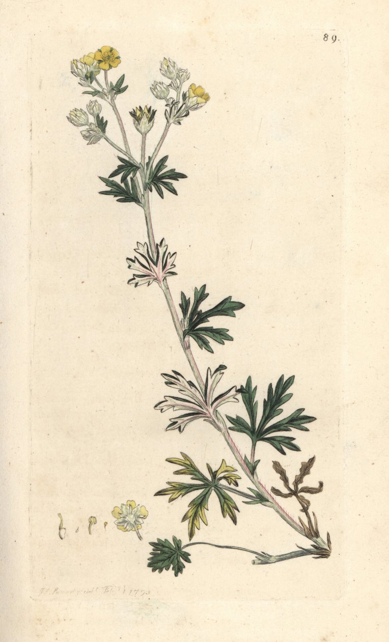 Hoary cinquefoil, Potentilla argentea (Cinquefoil) Gravura em chapa de cobre colorida à mão depois de uma ilustração de James Sowerby da revista inglesa Botany de James Smith, Londres de James Sowerby