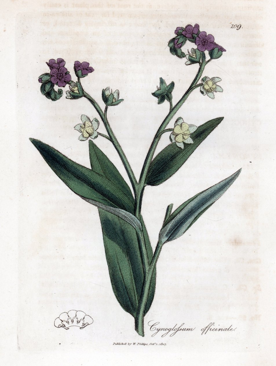 Língua de cão de caça, Cynoglossum officinale. Gravura em chapa de cobre colorida à mão a partir de uma ilustração botânica de James Sowerby de William Woodville e "Medical Botany" de Sir William Jackson Hooker, John Bohn, Londres de James Sowerby