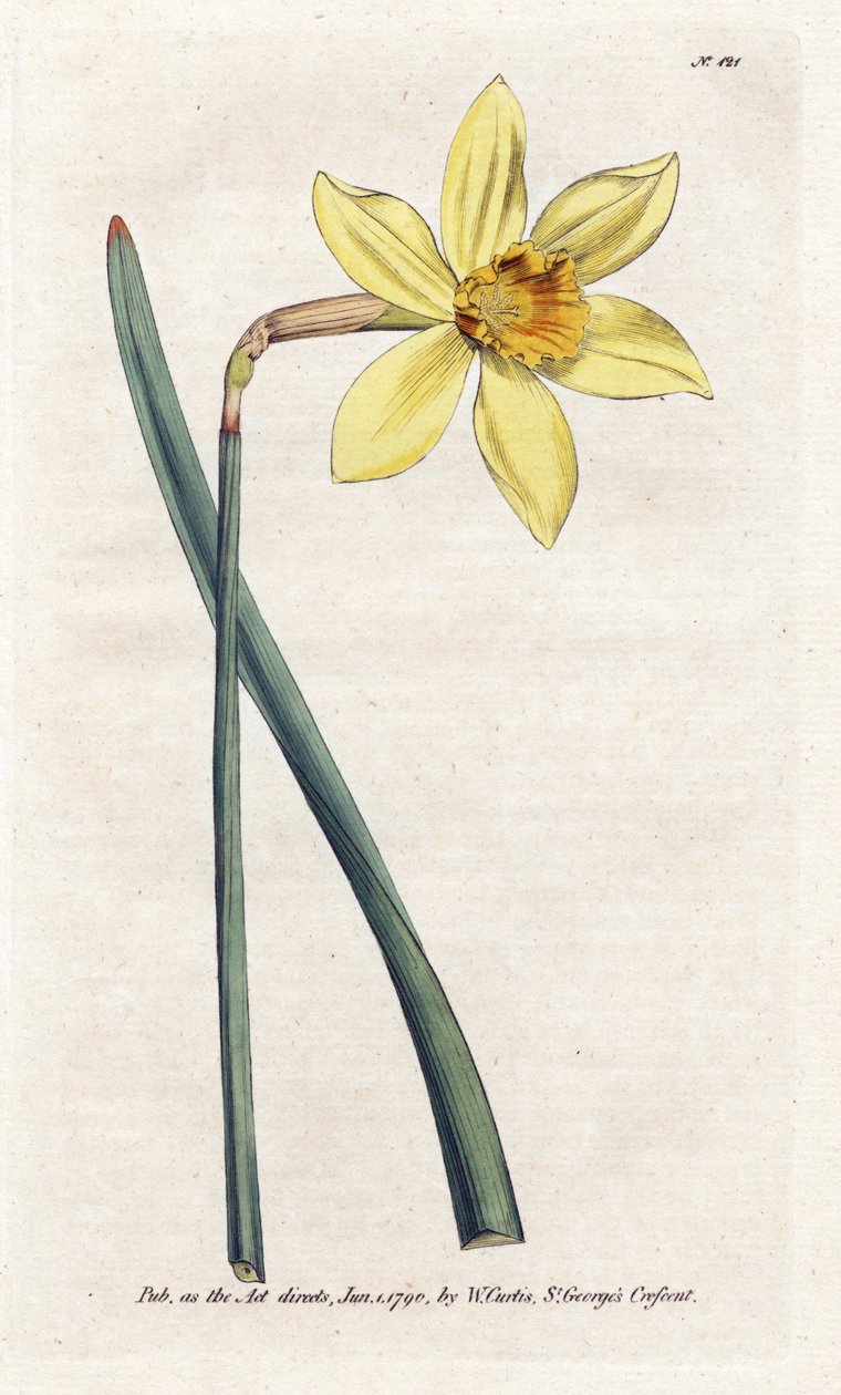 Incomparável Narciso - Litografia de James Sowerby (1757-1822), da revista Botanical de William Curtis (1746-1799) de James Sowerby