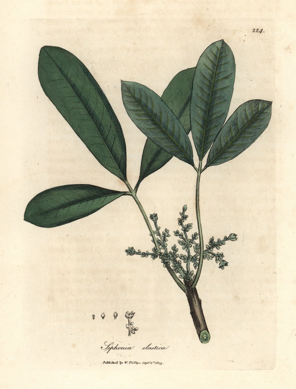 Índia seringueira, árvore de resina elástica, Siphonia elastica de James Sowerby