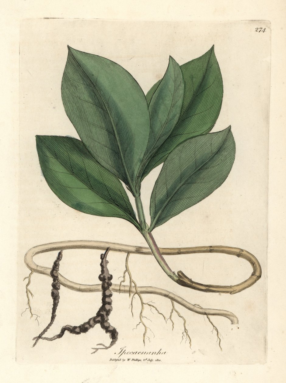 Ipecacuan, Ipecacuanha de James Sowerby
