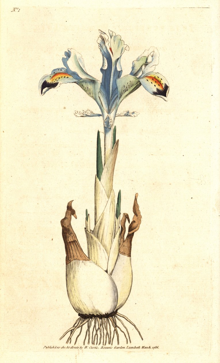 Íris (rosa persa) - Íris persa, Íris persica. Gravura em chapa de cobre colorida à mão após uma ilustração botânica de James Sowerby da revista The Botanical Magazine de William Curtis, Lambeth Marsh, Londres de James Sowerby