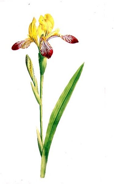 Iris Variegata, c.1800 (aquarela sobre lápis sobre papel) de James Sowerby