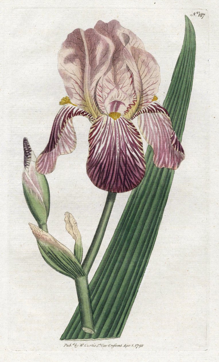 Iris um cheiro de sabugueiro - Litografia de James Sowerby (1757-1822), prato da revista Botanical Magazine de William Curtis (1746-1799) de James Sowerby