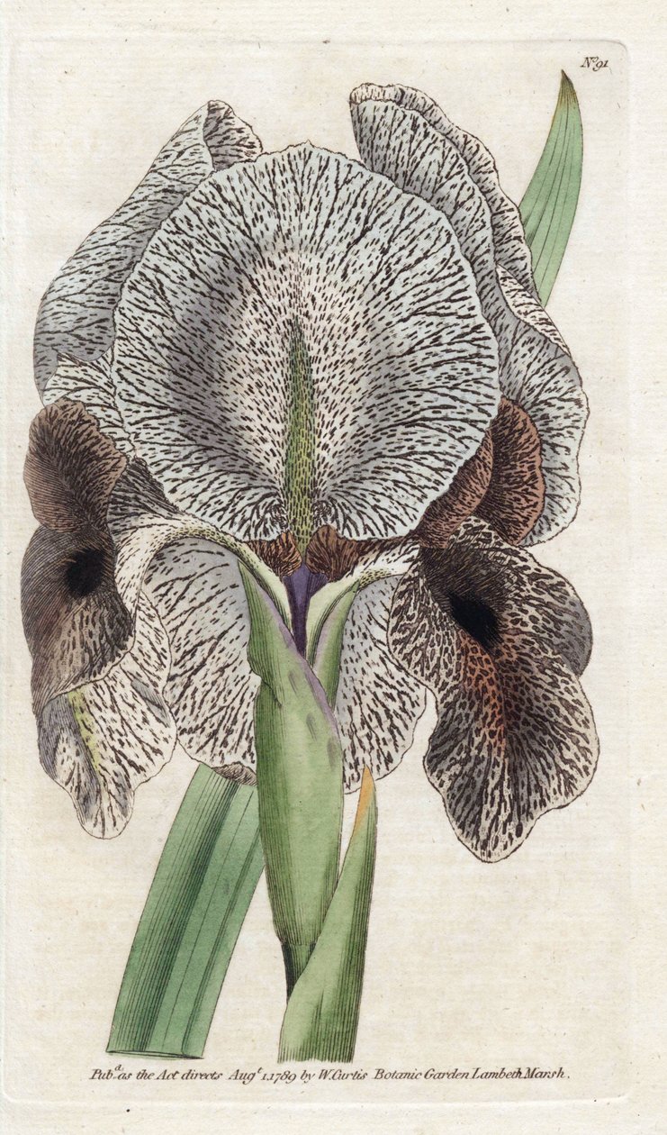 Iris de Charlcedoine ou Susa - Litografia de James Sowerby (1757-1822), da revista Botanical de William Curtis (1746-1799) de James Sowerby