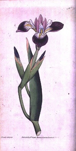 Iris vericolour, placa 21 de William Curtis