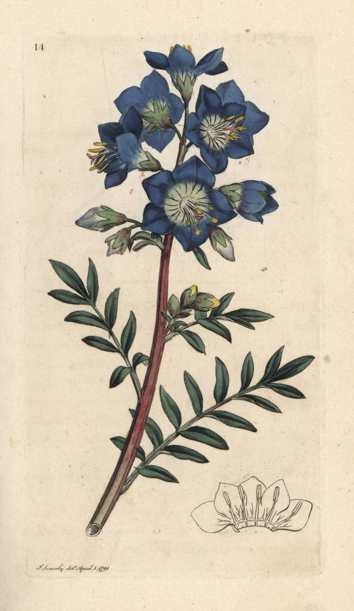Escada de Jacob ou valeriana grega, polemonium caeruleum Gravura em chapa de cobre colorida à mão depois de uma ilustração de James Sowerby de James Smith