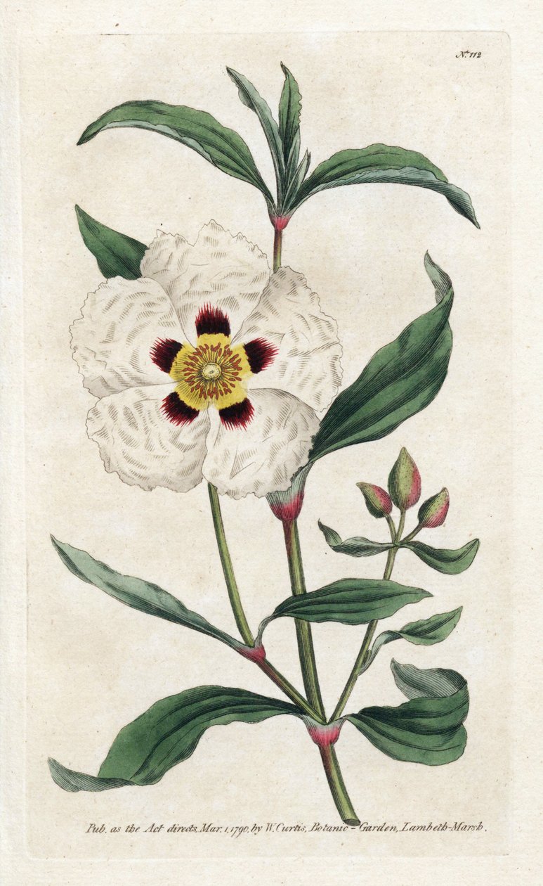 Ladanifere ou Ledon Cistus - Litografia de James Sowerby (1757-1822), da revista Botanical de William Curtis (1746-1799) de James Sowerby