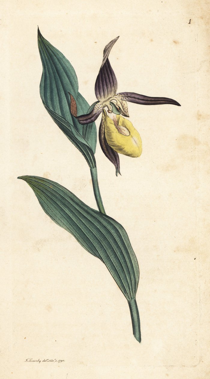 Orquídea sapatinho de senhora, Cypripedium calceolus. Gravura em chapa de cobre colorida à mão depois de uma ilustração de James Sowerby, de James Smith