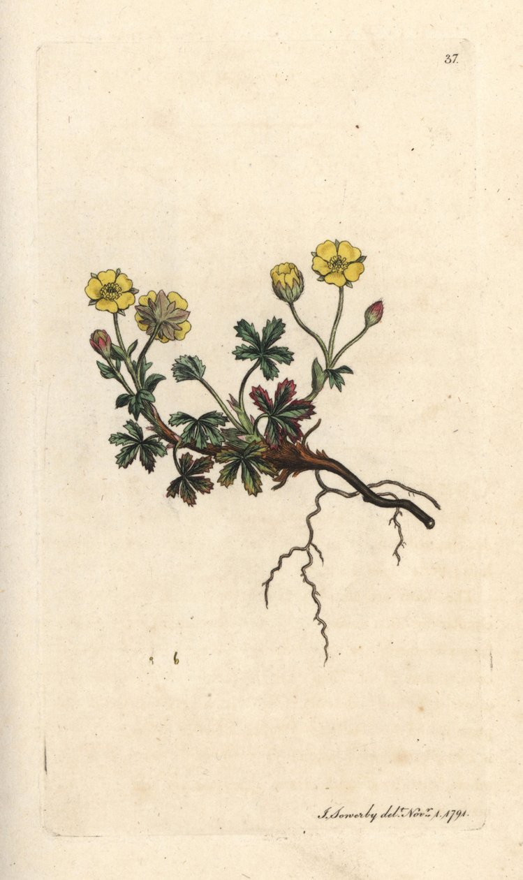 Potentilla de flor grande, Potentilla grandiflora (Cinquefoil de Primavera, Potentilla verna) (cinquefoil) Gravura em chapa de cobre colorida à mão depois de uma ilustração de James Sowerby da Botânica Inglesa de James Smith, Londres de James Sowerby
