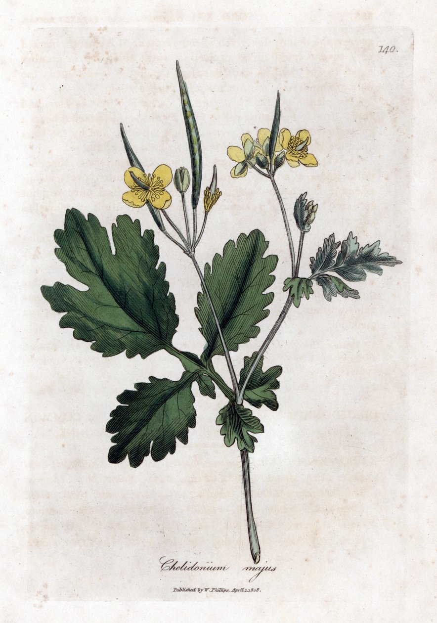 Chelidoine grande ou grande luz - Grande celandine, Chelidonium majus. Gravura em chapa de cobre colorida à mão a partir de uma ilustração botânica de James Sowerby de William Woodville e Sir William Jackson Hooker
