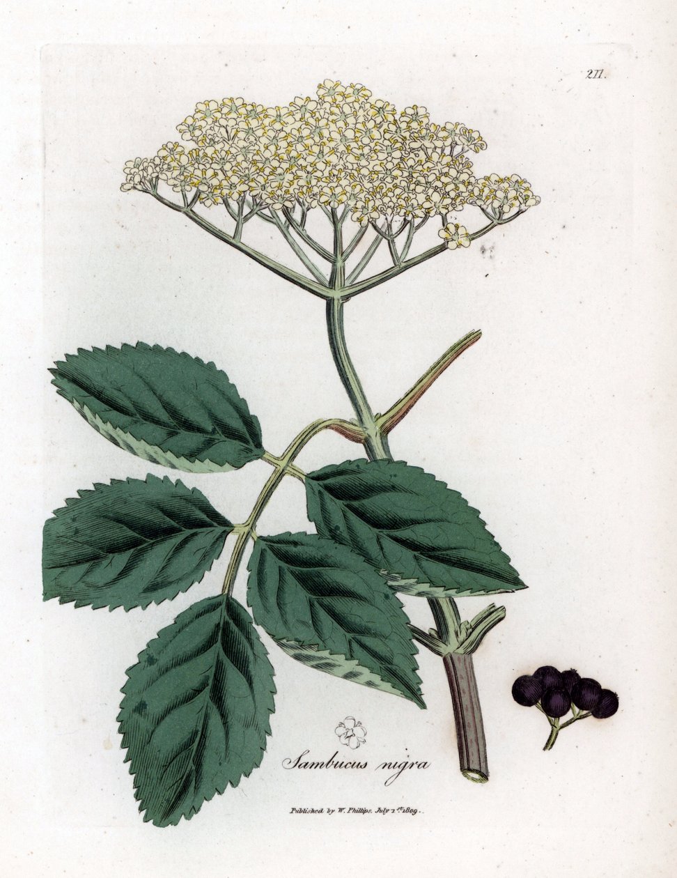 Sabugueiro grande ou sabugueiro preto - Sabugueiro preto comum, Sambucus nigra. Gravura em chapa de cobre colorida à mão a partir de uma ilustração botânica de James Sowerby de William Woodville e Sir William Jackson Hooker