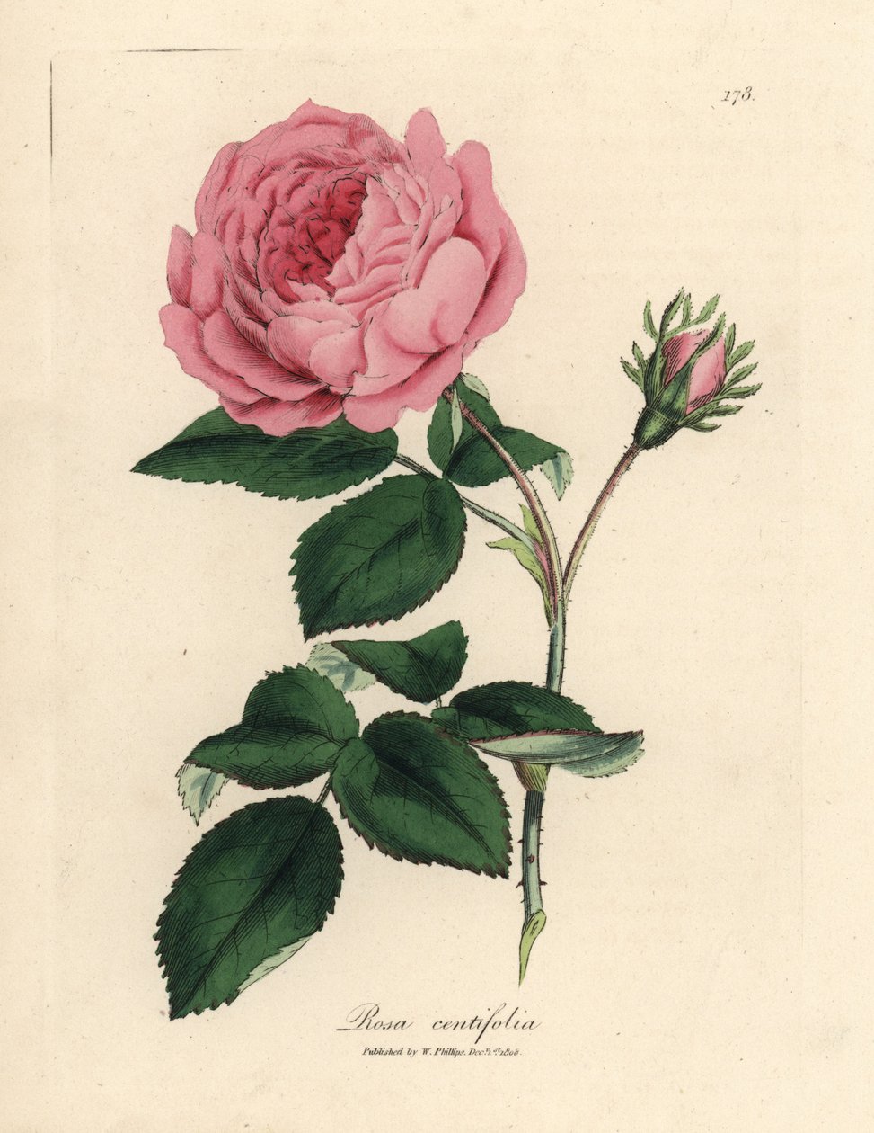 Rosa grande rosa de cem folhas, Rosa centifolia de James Sowerby