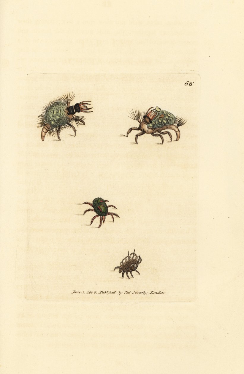 Larva do Hemerobius (rendas) vestida de líquen, com ácaro, Acarus amictus e pequeno ácaro do cesto, Acarus corbicula. Gravura em chapa de cobre colorida à mão por James Sowerby de The British Miscellany, ou figuras coloridas de novos, raros, ou pouco conhe de James Sowerby