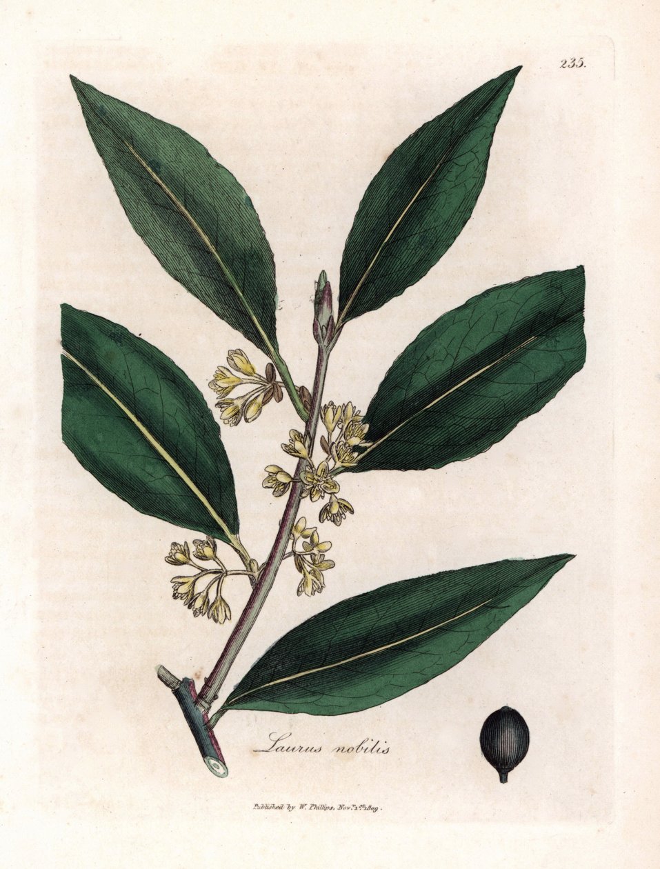 Molho Laurier. Gravura em cobre colorido à mão a partir de um desenho de James Sowerby (1757-1822), em Botanique Medicinale de James Sowerby