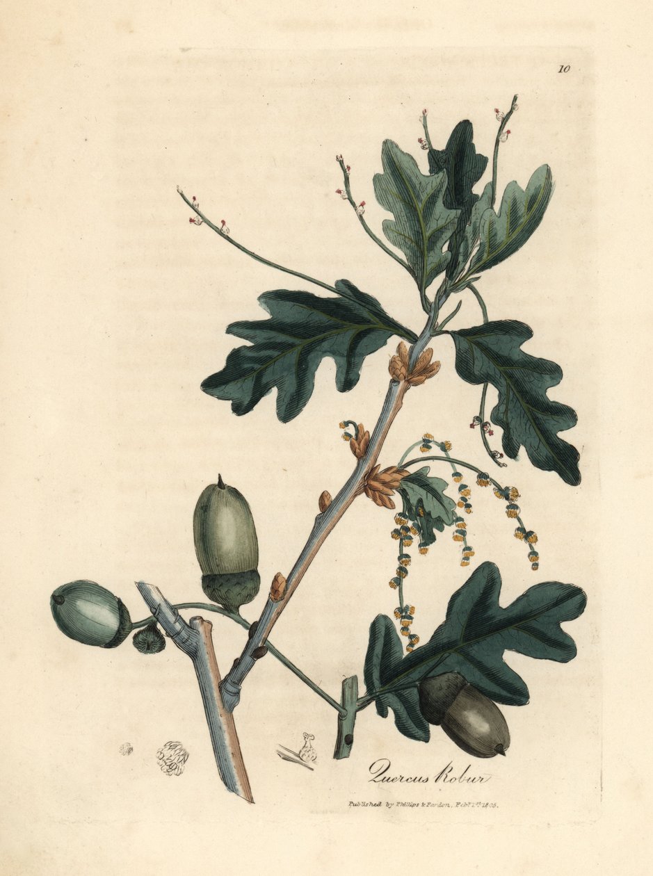 Folhas e bolotas do carvalho comum, Quercus robur de James Sowerby