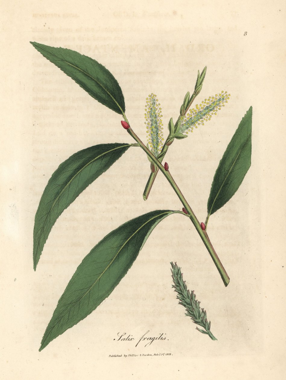 Folhas e peles de salgueiro de fenda, Salix fragilis de James Sowerby
