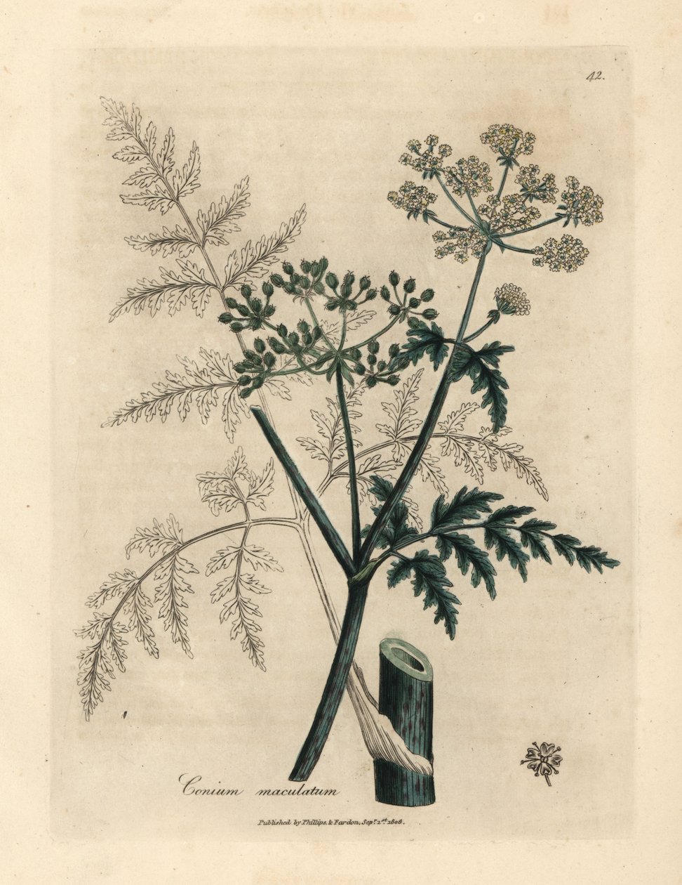 Folhas e flores de cicuta, Conium maculatum de James Sowerby