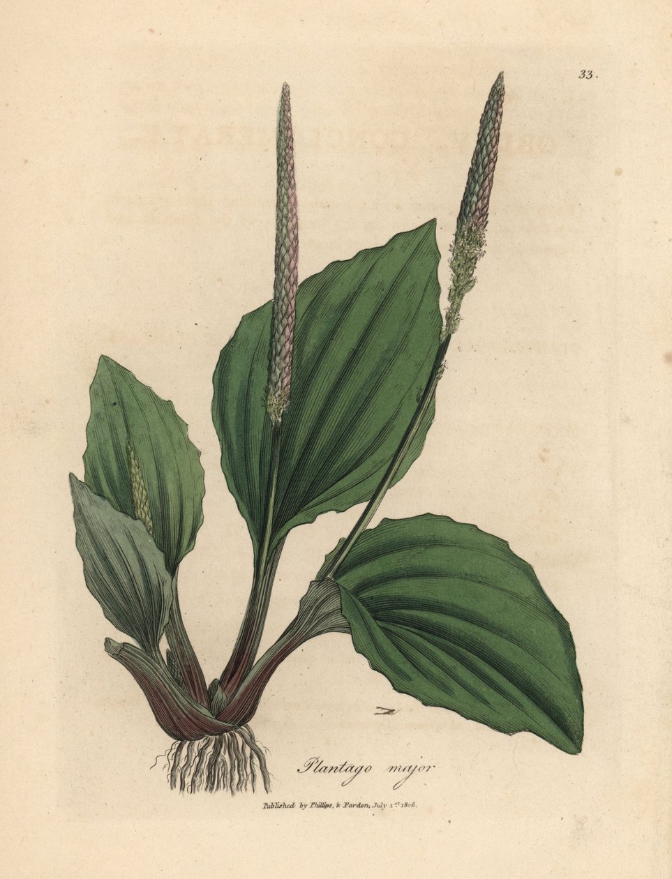 Folhas e flores de plantano, Plantago major de James Sowerby