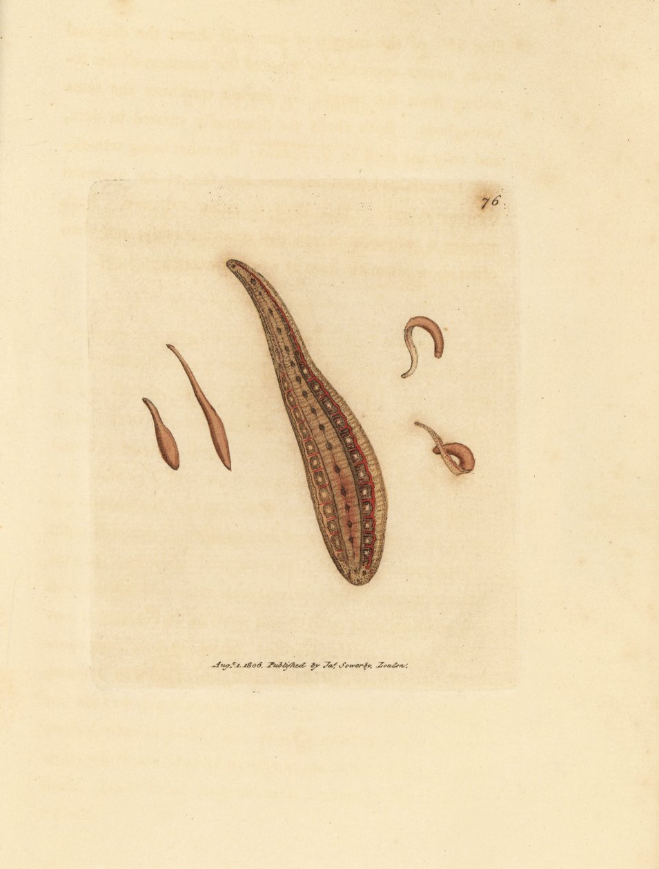 Sanguessuga, Hirudo circulans. Gravura em chapa de cobre colorida à mão por James Sowerby de The British Miscellany, ou figuras coloridas de novos, raros, ou pouco conhecidos sujeitos animais. de James Sowerby