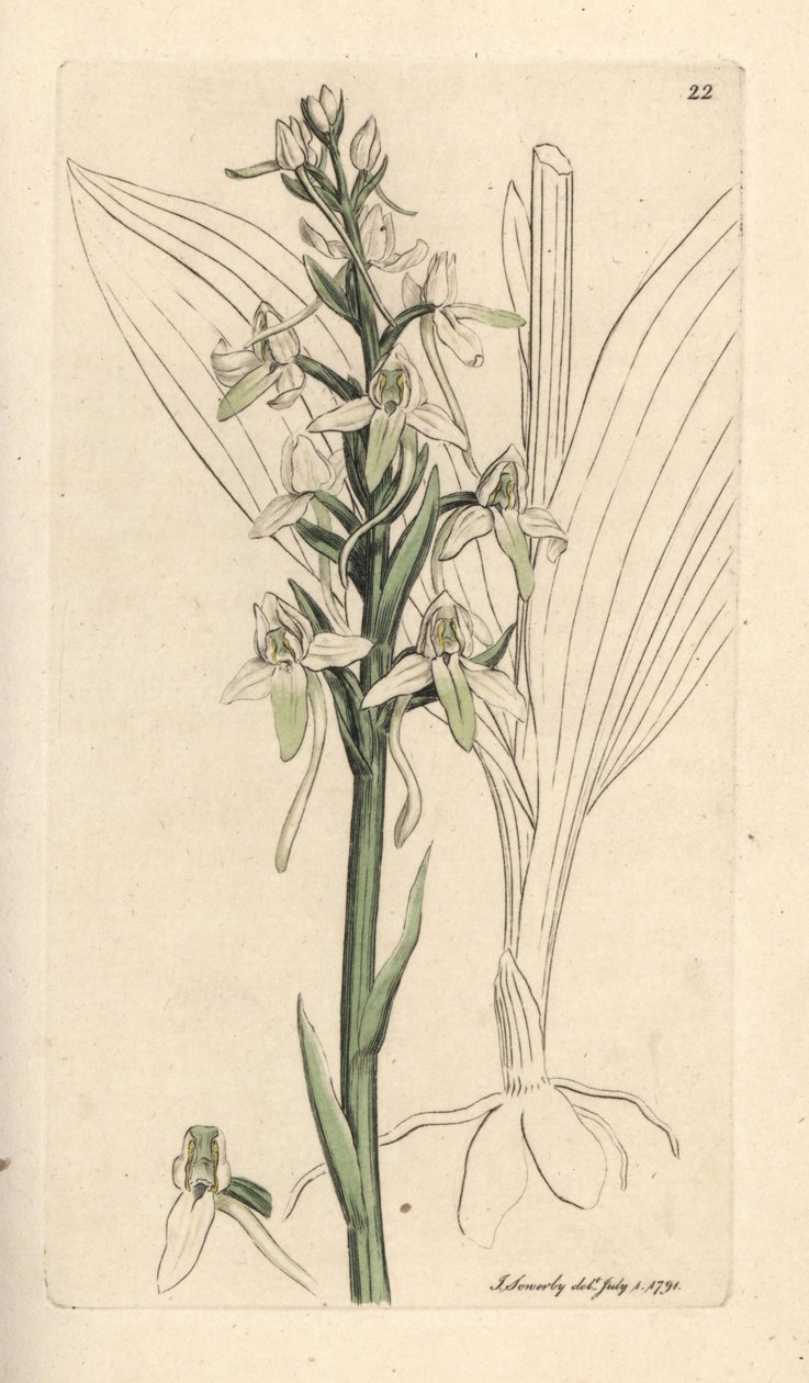 Orquídea borboleta-pequena, Platanthera bifolia (Orchis bifolia). Gravura em chapa de cobre colorida à mão depois de uma ilustração de James Sowerby, de James Smith