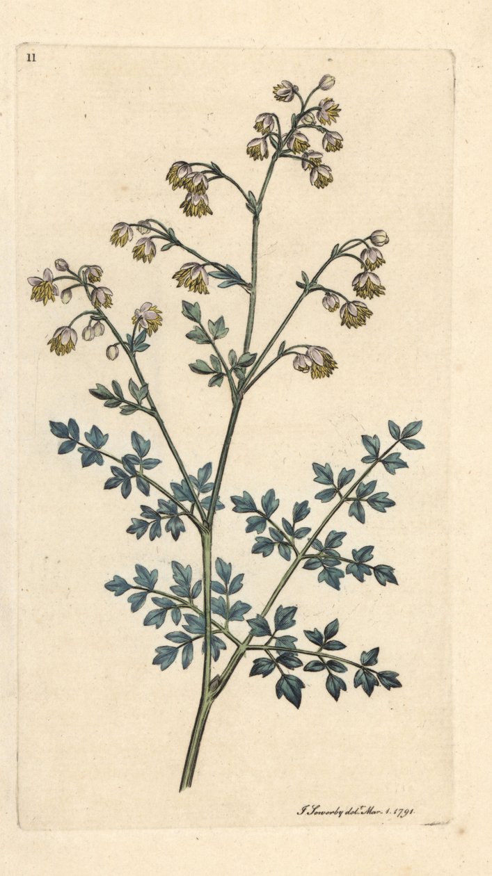 Rua dos prados mais pequenos, Thalictrum menos. Gravura em chapa de cobre colorida à mão depois de uma ilustração de James Sowerby, de James Smith