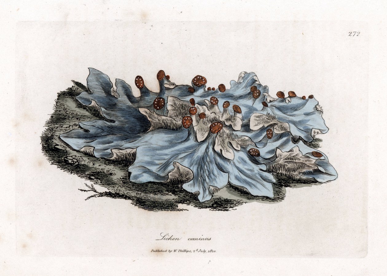 Lichen variete - Hepáticas de cor de cinza, Lichen caninus. Gravura em chapa de cobre colorida à mão a partir de uma ilustração botânica de James Sowerby de William Woodville e Sir William Jackson Hooker