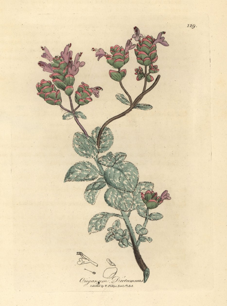 Ditado florido lilás de Creta, Origanum dictamnus de James Sowerby