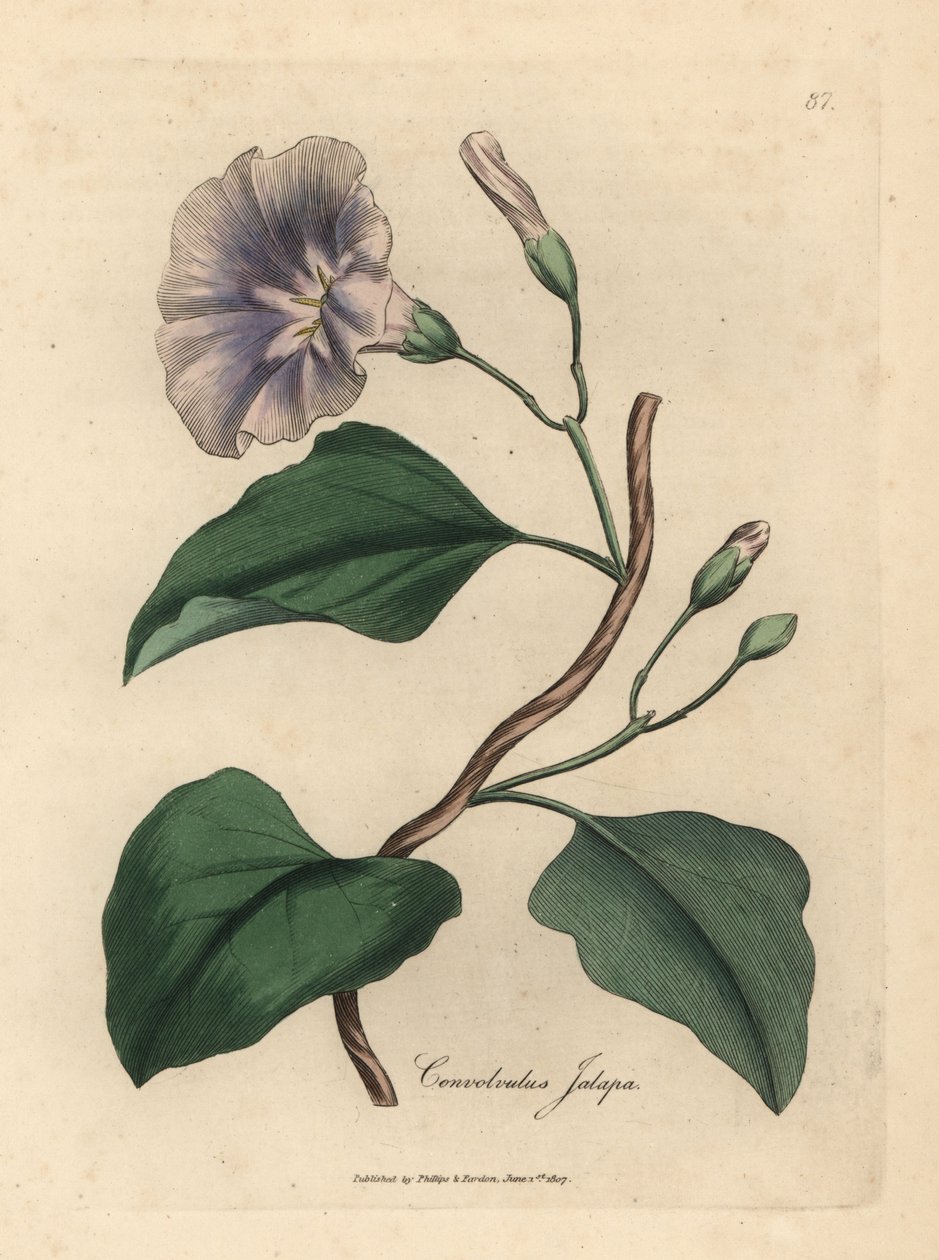Lilás jalap bindweed florido, Colvolvulus jalapa de James Sowerby