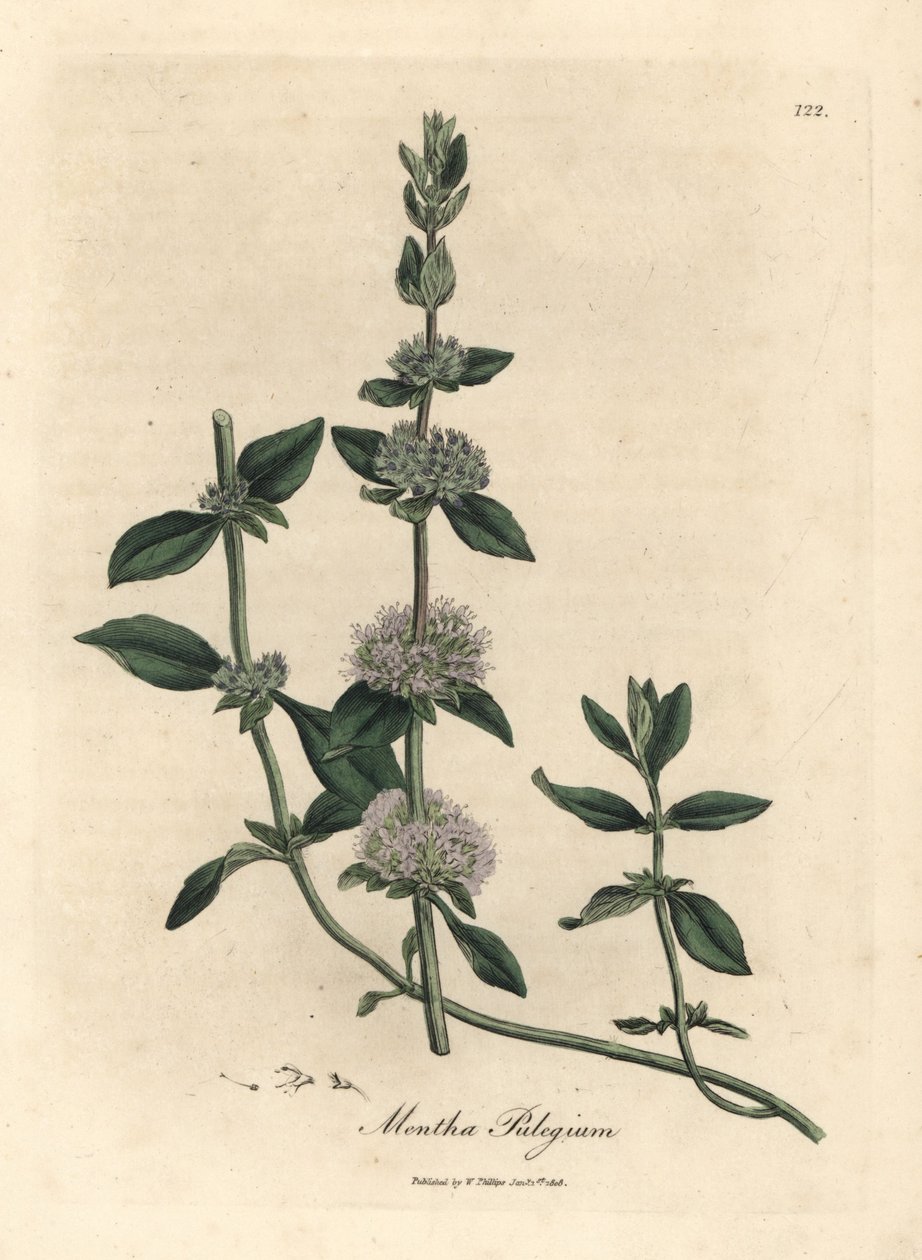 Lilás florido de hortelã de poejo, Mentha pulegium de James Sowerby