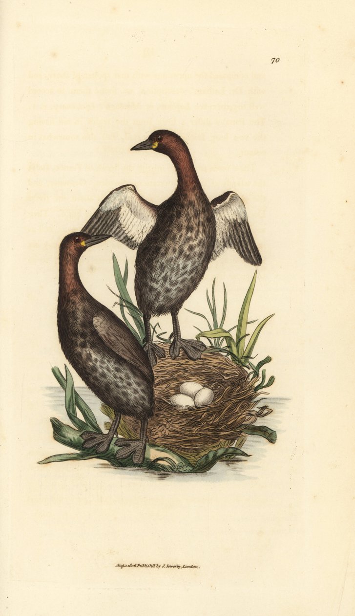 Pequeno grebe, Tachybaptus ruficollis (Pequeno grebe de estanho negro, Colymbus hebridicus?). Par em ninho com três ovos. Gravura em chapa de cobre colorida à mão por James Sowerby de The British Miscellany, ou figuras coloridas de animais novos, raros, ou de James Sowerby