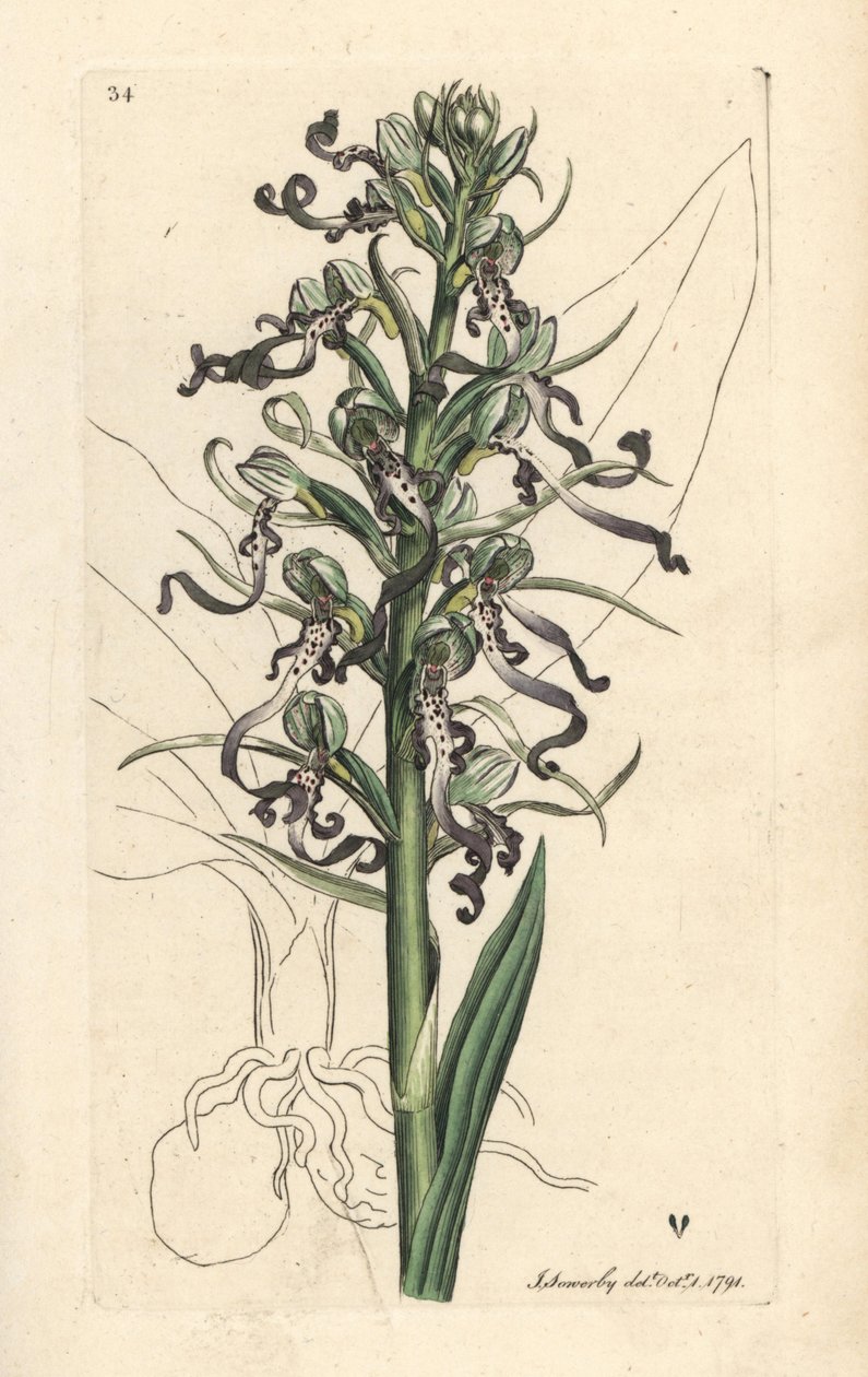 Lizard orchid, Himantoglossum hircinum (Lizard satyrion ou ochis, Satyrium hircinum). Gravura em chapa de cobre colorida à mão depois de uma ilustração de James Sowerby, de James Smith