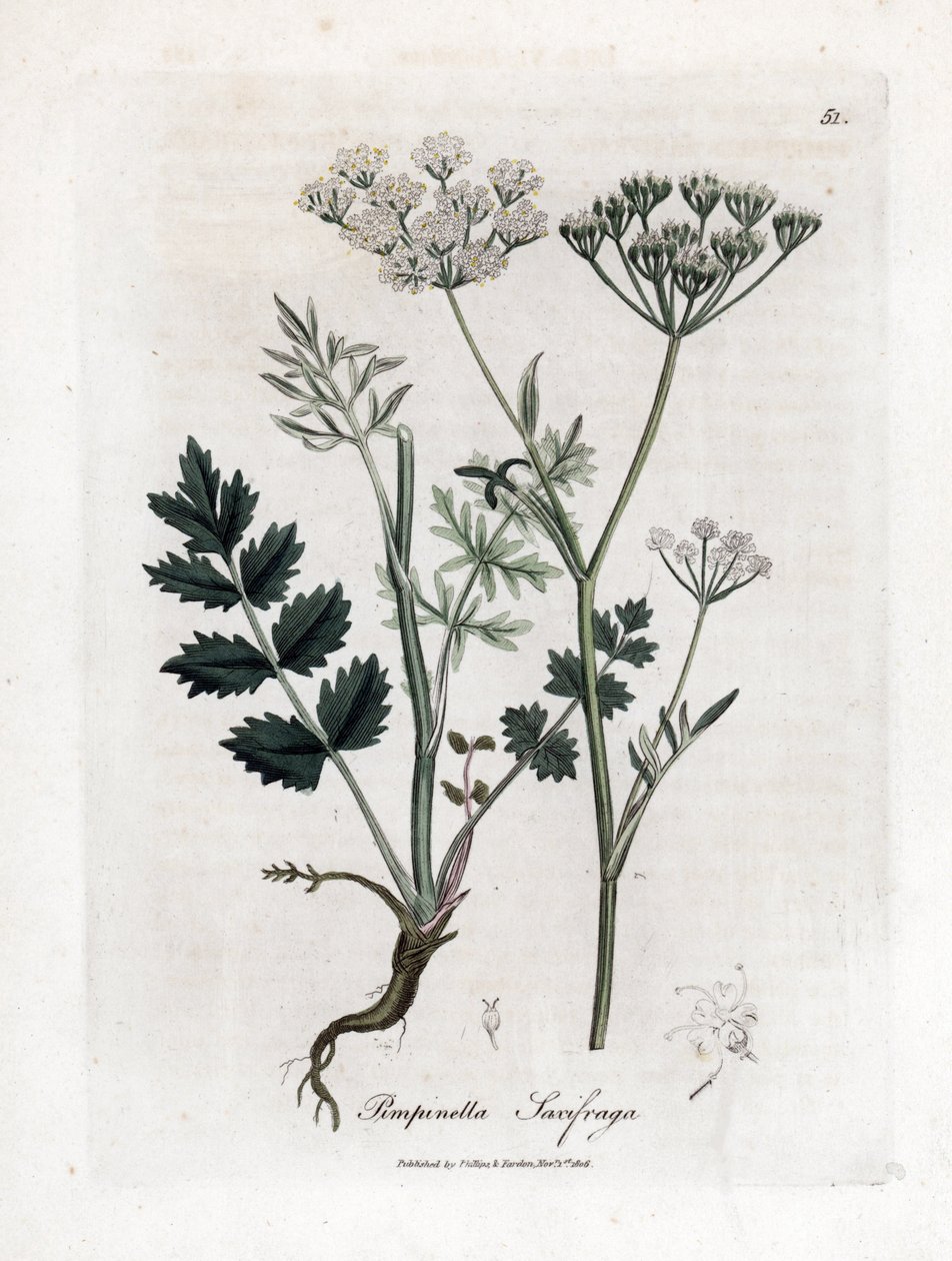 Locage saxifrage - Burnet saxifrage, Pimpinella saxifraga. Gravura em chapa de cobre colorida à mão a partir de uma ilustração botânica de James Sowerby de William Woodville e Sir William Jackson Hooker