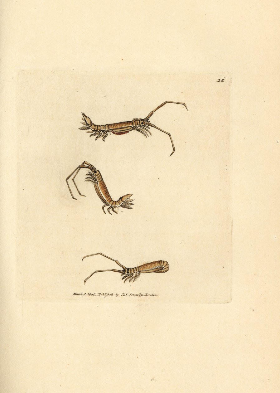 Isópode de chifre longo, Astacilla longicornis (Oniscus longicornis). Gravura em chapa de cobre colorida à mão por James Sowerby de The British Miscellany, ou figuras coloridas de novos, raros, ou pouco conhecidos exemplares de animais. de James Sowerby